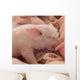 Farm Murals- Baby Pig Sleeping Wall Mural