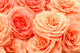 Exquisite Roses Wall Decal