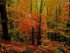 Autumnal Wall Decal