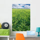 Spring Clover Field Wall Decal