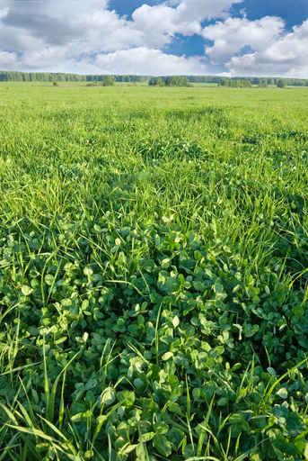 Spring Clover Field Wall Decal