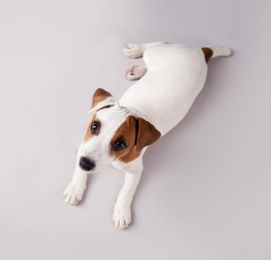 Puppy Wall Decal Design 1