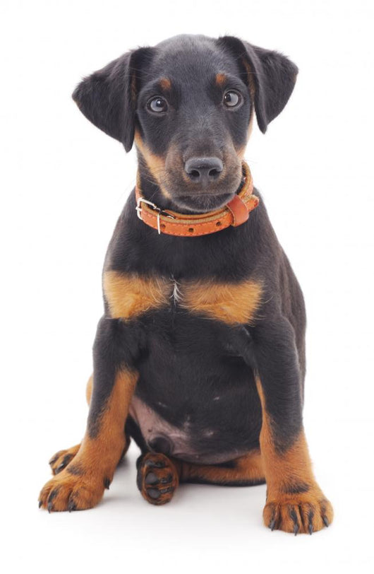 Hunting Dog Wall Decal