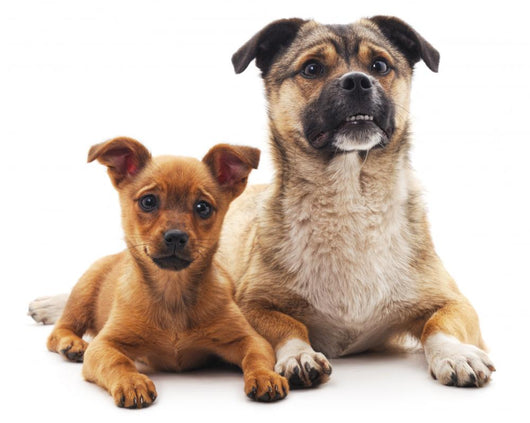Two Dogs Wall Decal