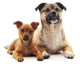 Two Dogs Wall Decal