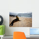 Galapagos Sea Lon Wall Mural