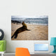 Galapagos Sea Lon Wall Mural
