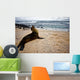 Galapagos Sea Lon Wall Mural