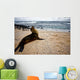 Galapagos Sea Lon Wall Mural