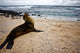 Galapagos Sea Lon Wall Mural