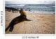 Galapagos Sea Lon Wall Mural