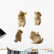 Chinchilla Sequence Shot Wall Stickers