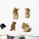 Chinchilla Sequence Shot Wall Stickers