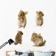 Chinchilla Sequence Shot Wall Stickers