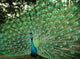 Beautiful Peacock Wall Mural