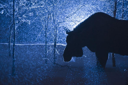 Silhouette Moose Snowstorm Anchorage Wall Decal