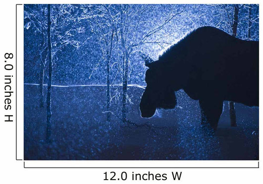 Silhouette Moose Snowstorm Anchorage Wall Decal