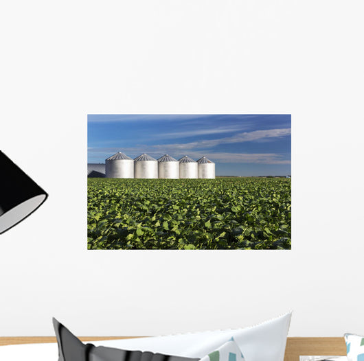 Early Canola Field with Wall Decal