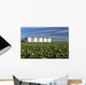Early Canola Field with Wall Decal
