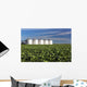Early Canola Field with Wall Decal