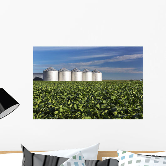 Early Canola Field with Wall Decal
