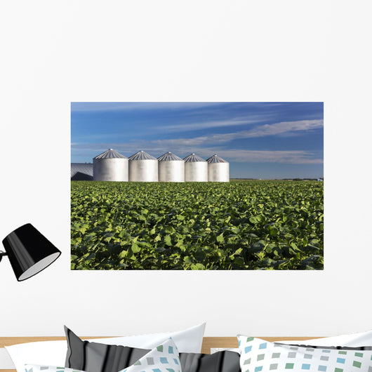 Early Canola Field with Wall Decal