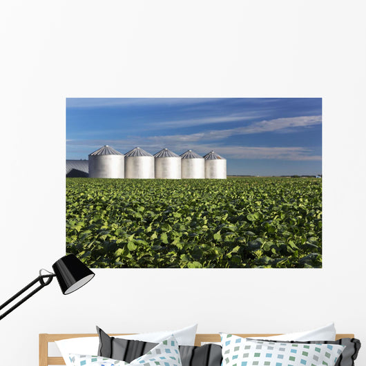 Early Canola Field with Wall Decal