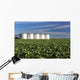 Early Canola Field with Wall Decal