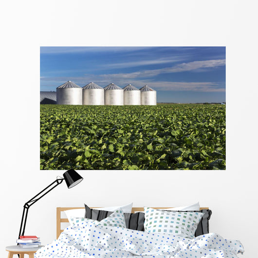 Early Canola Field with Wall Decal