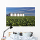 Early Canola Field with Wall Decal