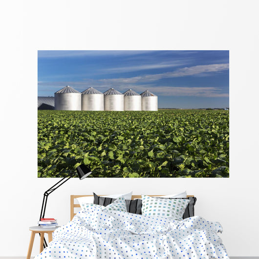 Early Canola Field with Wall Decal
