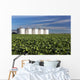 Early Canola Field with Wall Decal
