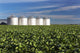 Early Canola Field with Wall Decal