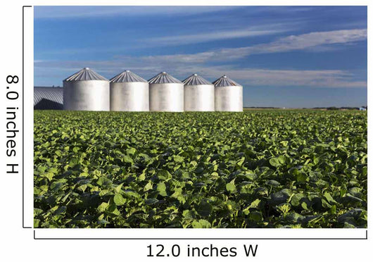 Early Canola Field with Wall Decal