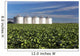 Early Canola Field with Wall Decal