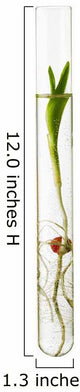 Corn Seedling Test Tube Wall Decal Design 3