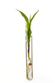 Corn Seedling Test Tube Wall Decal Design 1