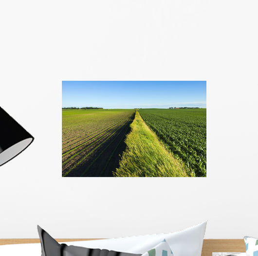 A newly planted soybean field Wall Mural