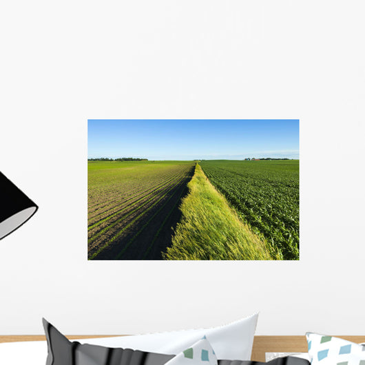 A newly planted soybean field Wall Mural