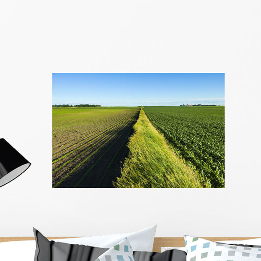 A newly planted soybean field Wall Mural