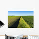 A newly planted soybean field Wall Mural