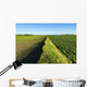 A newly planted soybean field Wall Mural