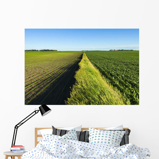A newly planted soybean field Wall Mural