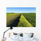 A newly planted soybean field Wall Mural