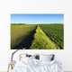 A newly planted soybean field Wall Mural