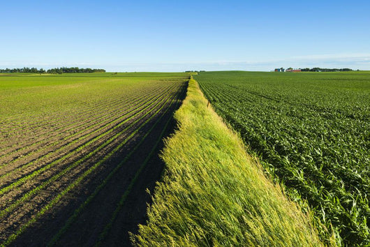 A newly planted soybean field Wall Mural