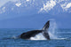 Humpback Whale Calf Frolics Wall Decal