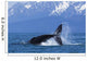 Humpback Whale Calf Frolics Wall Decal