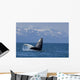 Humpback Whale Calf Breaching Wall Decal