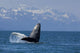 Humpback Whale Calf Breaching Wall Decal